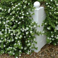 White flowering plants with green leaves drape over a white wooden post, set against a gravel background.