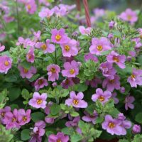 A cluster of pink flowers with green leaves in a garden setting.