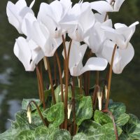 The *Cyclamen 'Cream White' 7" Pot* features bright white blossoms paired with striking dark stems and lush green variegated leaves, creating an elegant contrast.