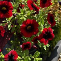 A thriving arrangement of Calibrachoa Calipetite® 'White' flowers showcases vibrant red blooms with dark centers in a 6" white pot, surrounded by lush green leaves under bright sunlight.