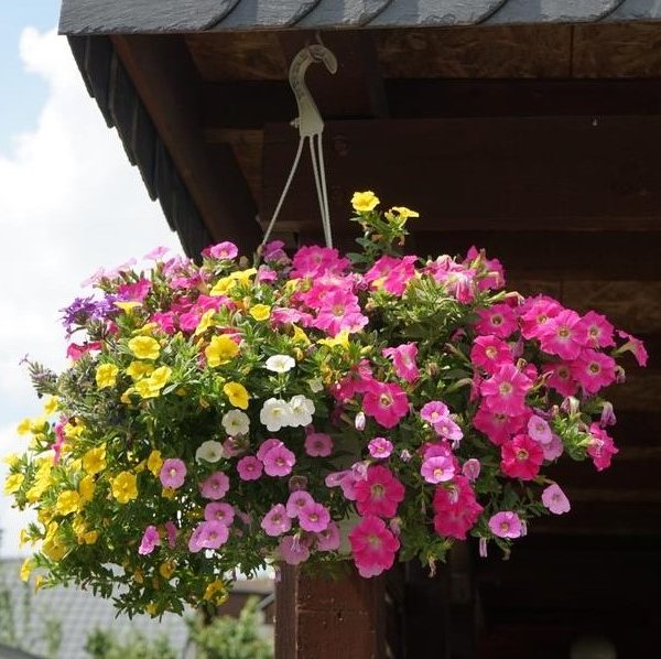 A Calibrachoa 'Assorted' 10" Hanging Basket filled with vibrant pink, yellow, and white flowers sways under a wooden roof against a cloudy sky.