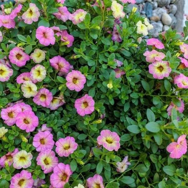 In a vibrant garden setting, the Calibrachoa MiniFamous® 'Double Apricot' plants in 6" pots burst forth with pink and yellow hues, their blossoms mingling harmoniously with lush green leaves.