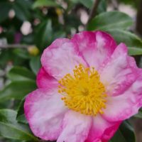 Close-up of a pink and white camellia flower with a yellow center, surrounded by green leaves.