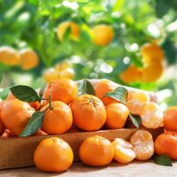 A wooden crate brimming with ripe Citrus 'Ellendale' Mandarins, some peeled, is placed on an outdoor table, set against a backdrop of lush green foliage. These mandarins add a touch of sweetness to the 5L bounty.