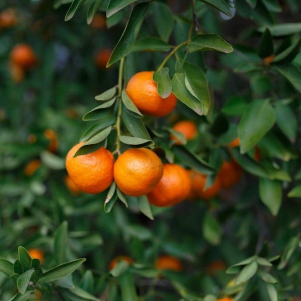 Close-up of ripe Citrus 'Ellendale' Mandarin oranges hanging from a lush tree with vibrant green leaves, showcasing the beauty of citrus in full bloom.