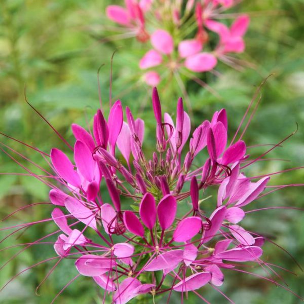 A close-up of the vibrant Cleome 'Spider Flower' from a 4" pot, displaying its long, slender pink petals and spiky stamens against a softly blurred green and pink background.