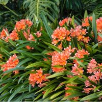 Cluster of orange flowers with long green leaves surrounded by lush foliage.