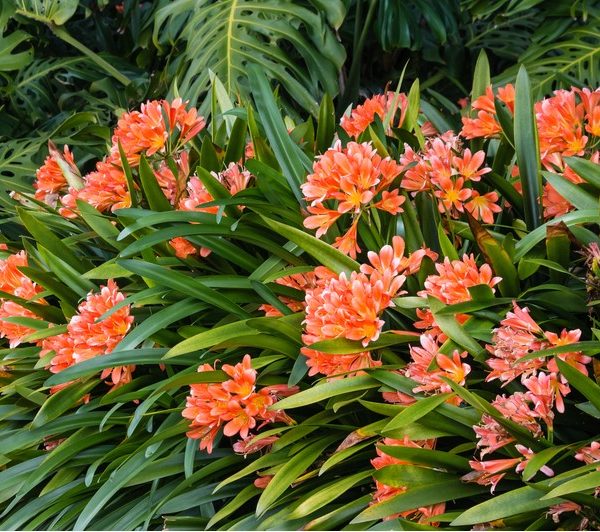 Cluster of orange flowers with long green leaves surrounded by lush foliage.