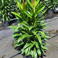 A Cordyline fruiticosa Glauca in a 12" pot, showcasing long green leaves with brown tips, stands gracefully on the pavement, accompanied by several similar plants in the background.