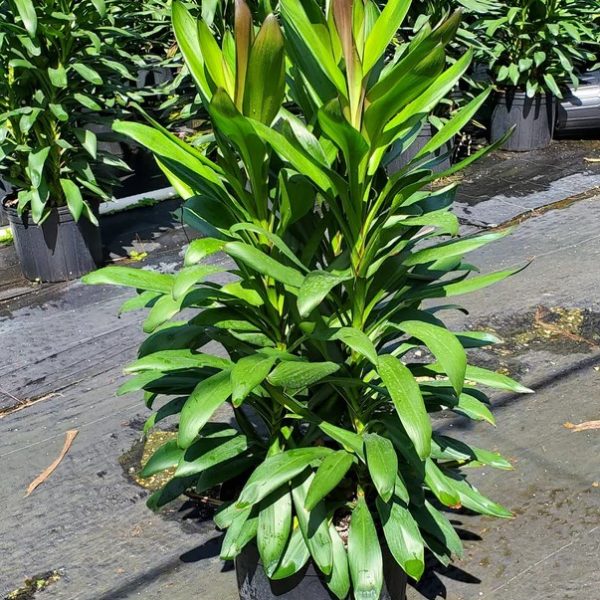 A Cordyline fruiticosa Glauca in a 12" pot, showcasing long green leaves with brown tips, stands gracefully on the pavement, accompanied by several similar plants in the background.