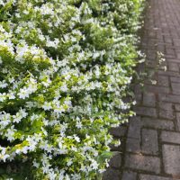 A dense cluster of small white flowers with green leaves borders a brick pathway.