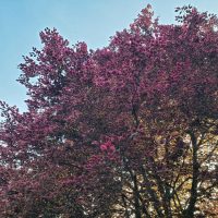 The Fagus 'Tricolour' European Beech Tree, available in a 10" pot, showcases vibrant pink blossoms that stand out against a clear blue sky while sunlight filters through its branches.