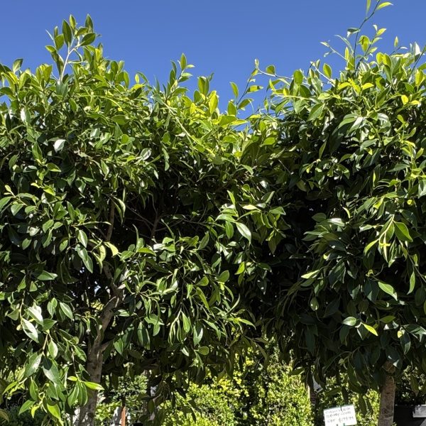Two Ficus hillii 'Koh' trees in 6" pots stand side by side with lush green foliage against a clear blue sky, and a small white sign appears at the bottom right-hand corner.