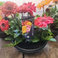 Three vibrant pink and orange Gerbera jamesonii varieties, from the Joybera 10" Bowl line, gracefully adorn a stone surface.