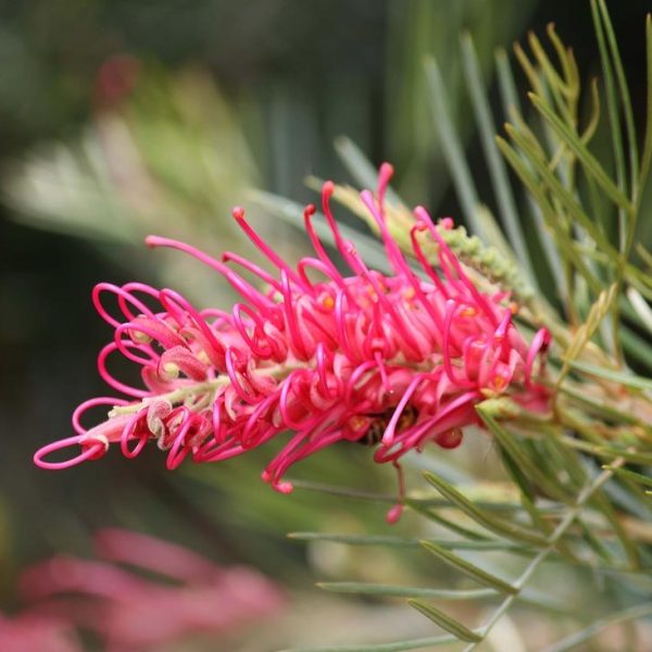 The Grevillea 'Raspberry Dream' in a lively shade of pink flourishes beautifully, unfurling amid lush green foliage in a 6" pot.