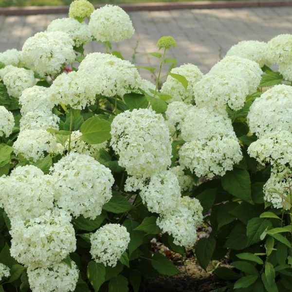 A cluster of white hydrangea flowers with lush green leaves in a garden setting.