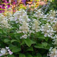 White hydrangea flowers in full bloom, surrounded by green leaves and colorful flowers in the background.
