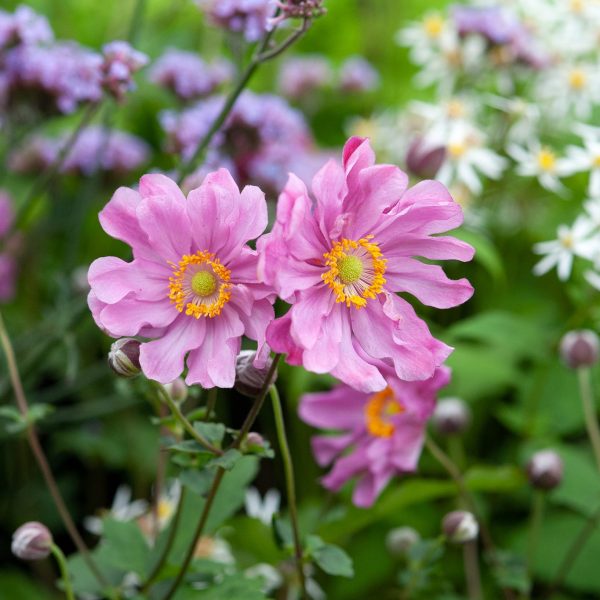 Pink flowers with yellow centers surrounded by green leaves and other purple and white blooms.