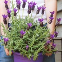 A person holding a 6-inch pot labeled Lavandula 'Lavinnova® Frostberry Ruffles' with a thriving lavender plant in bloom.