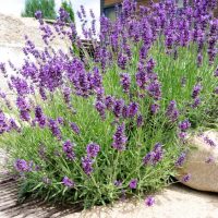 A lush Lavandula 'Monet' French Lavender plant in a 4" pot, with vibrant purple flowers, grows next to large rocks, set against an outdoor backdrop.