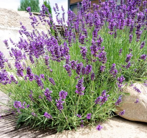 A lush Lavandula 'Monet' French Lavender plant in a 4" pot, with vibrant purple flowers, grows next to large rocks, set against an outdoor backdrop.