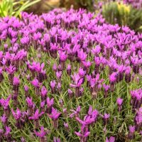 A field of vibrant purple Lavandula 'Lavinnova® Razzleberry Ruffles' Lavender in full bloom, surrounded by lush green foliage, captures the essence of a serene landscape.