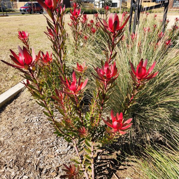 leptospermum salignum growing in a park playground with green foliage and burgundy red native flowers