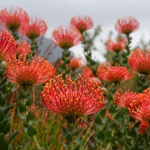 The Leucospermum 'Carnival® Orange' flowers are in full bloom, their striking red pincushion petals providing a stunning contrast against the lush green foliage beneath a cloudy sky, all eloquently arranged in a 6" pot.