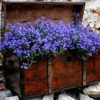A 4" pot of Lobelia 'Midnight Blue' flowers, nestled in a wooden chest and displayed against a timeless stone wall.