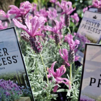 Close-up of lush Lavandula plants in full bloom, nestled in pots with signs labeled "Lavinnova® 'The Princess' Lavender 6"" among them.