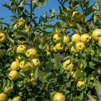 Under the clear blue sky, a Malus 'Prima Heritage' tree in a 10" pot stands adorned with numerous ripe green apples.