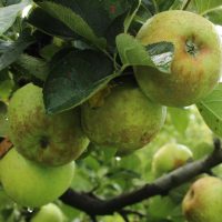 Golden-hued King Of The Pippins apples dangle enticingly from a branch, nestled amongst lush leaves in the serene orchard, showcasing the beauty of Malus 'King Of The Pippins' Apple 10" Pot in its prime.