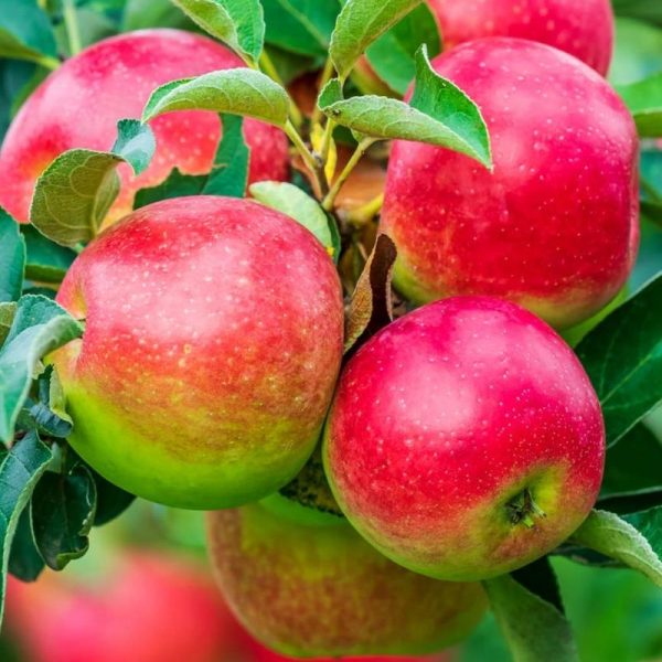 A cluster of ripe red apples from the Malus 'Prima Heritage' variety glistens among the green leaves on a tree branch.