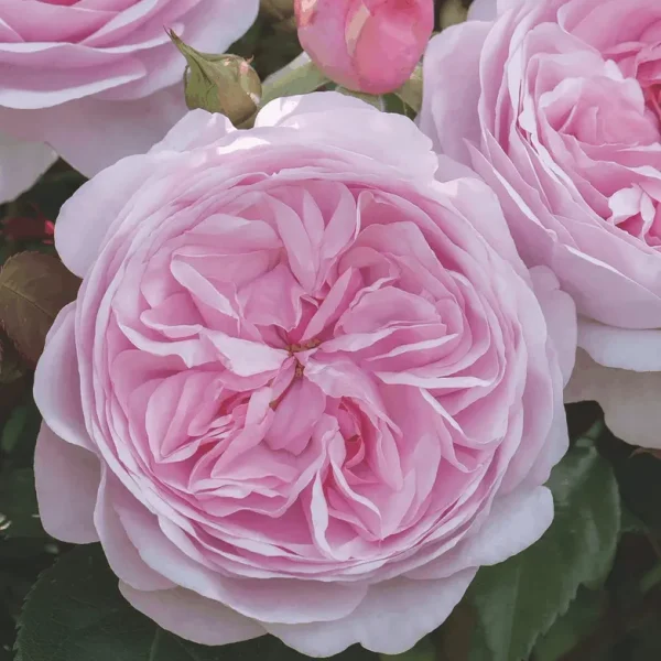 Close-up of a blooming pink rose with layered petals, surrounded by green leaves and a rosebud.