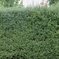 Dense green hedge with small leaves, set against the backdrop of taller trees in the background.