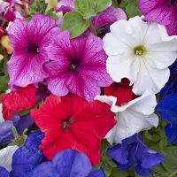 Close-up of a vibrant assortment of petunias in purple, white, red, and blue, with green leaves in the background.