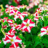 A cluster of red and white petunias with green leaves in a garden setting.