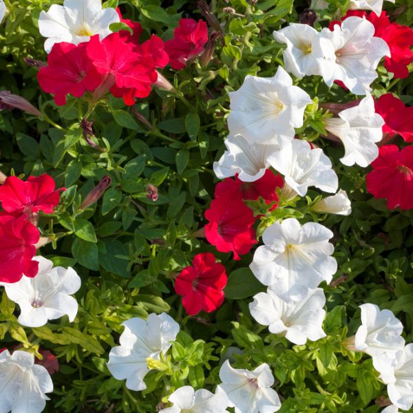A bed of red and white petunias in full bloom with green leaves visible underneath.