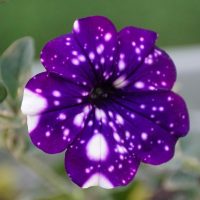 A close-up of the Petunia 'Surprise Sparkle Blue' flower, featuring white speckles on its blue petals that evoke a starry night sky, making it ideal for enhancing any hanging basket.