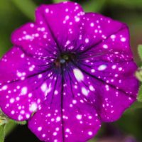 Close-up of a Petunia 'Surprise Sparkling Cardinal' flower, featuring purple petals with white speckles, set against lush green leaves in the background.