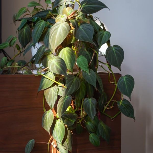 A philodendron plant with heart-shaped leaves cascading over a wooden surface, lit by sunlight.
