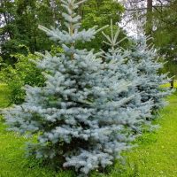 A row of blue spruce trees with dense, bluish needles stand on a grassy area with other green foliage in the background.