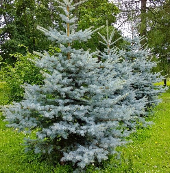 A row of blue spruce trees with dense, bluish needles stand on a grassy area with other green foliage in the background.
