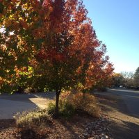 A tree with vibrant red and orange leaves stands beside a road under a clear blue sky.