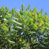 The Rhus 'Staghorn Sumac' in an 8" pot showcases its vibrant green foliage and striking red flower clusters against a clear blue sky.