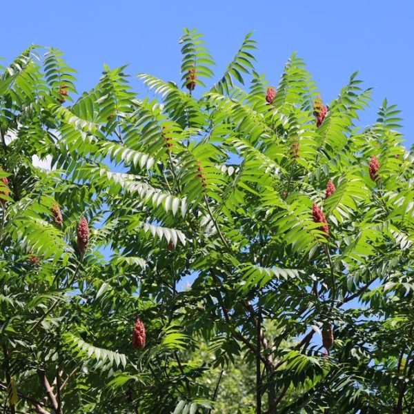 The Rhus 'Staghorn Sumac' in an 8" pot showcases its vibrant green foliage and striking red flower clusters against a clear blue sky.