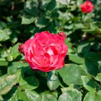 A single blooming red Rose 'Bonica' Bush Form is surrounded by green leaves and several rosebuds.