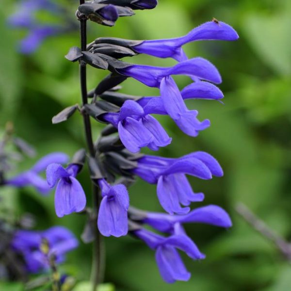 Close-up of vibrant Salvia 'Strawberry Lake' flowers against a blurred green foliage background.