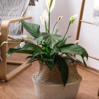 A Spathiphyllum 'Romano' Peace Lily in an 8" pot sits gracefully on a wooden floor, near a striped chair and a rustic ladder with a hanging cloth.