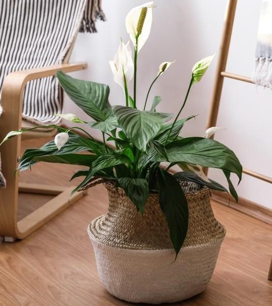 A Spathiphyllum 'Romano' Peace Lily in an 8" pot sits gracefully on a wooden floor, near a striped chair and a rustic ladder with a hanging cloth.